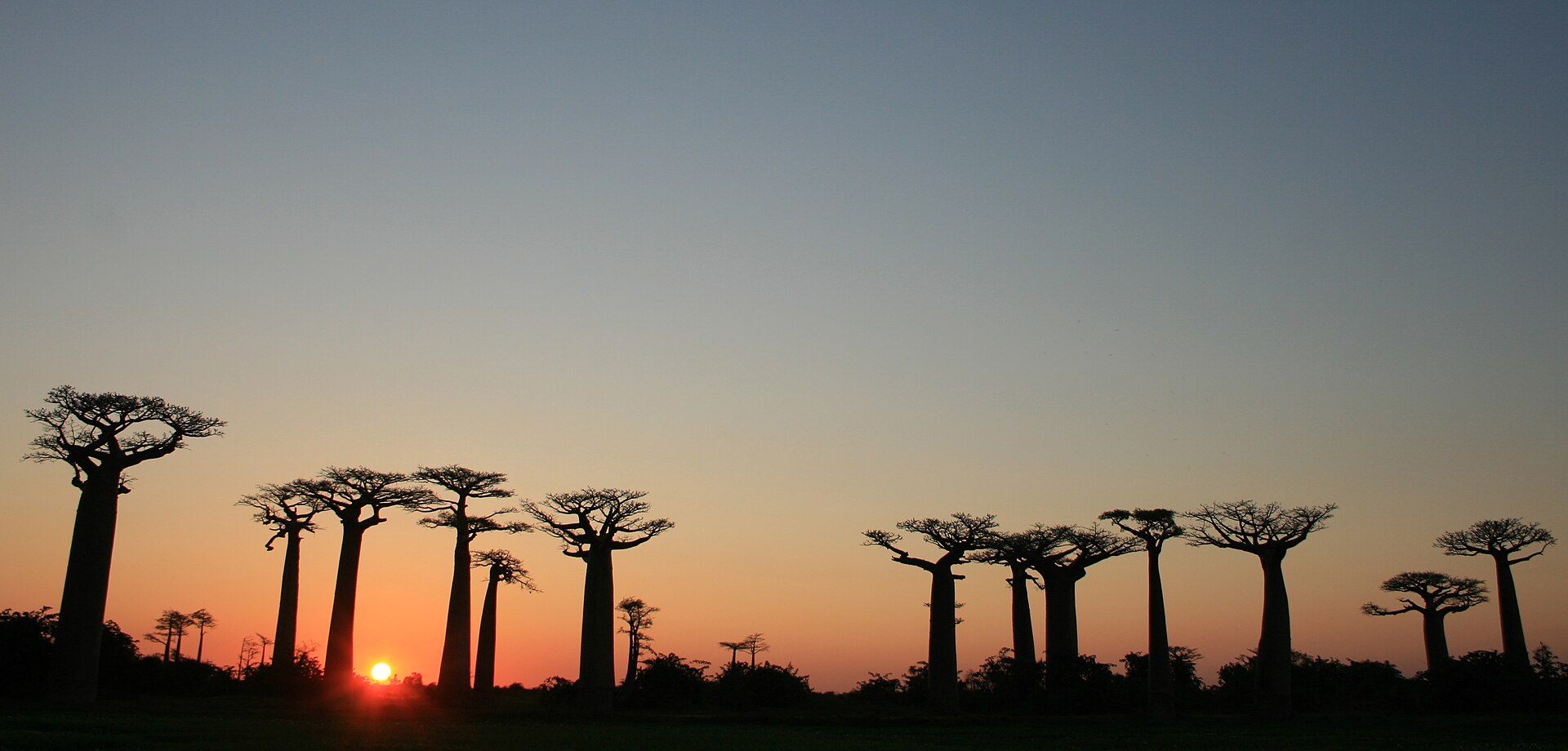 Alej baobabů při západu slunce, Madagaskar