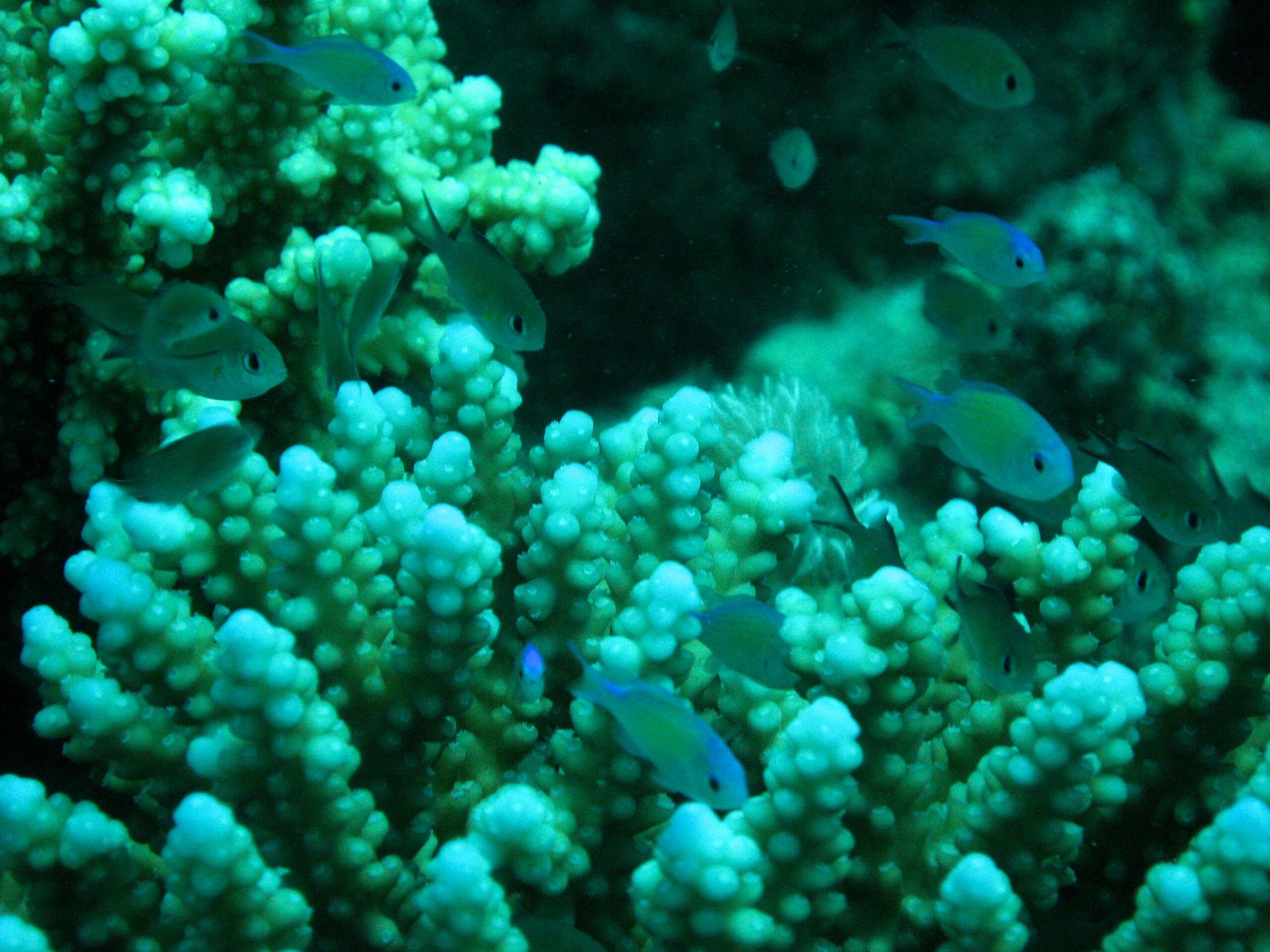 Marsa Alam