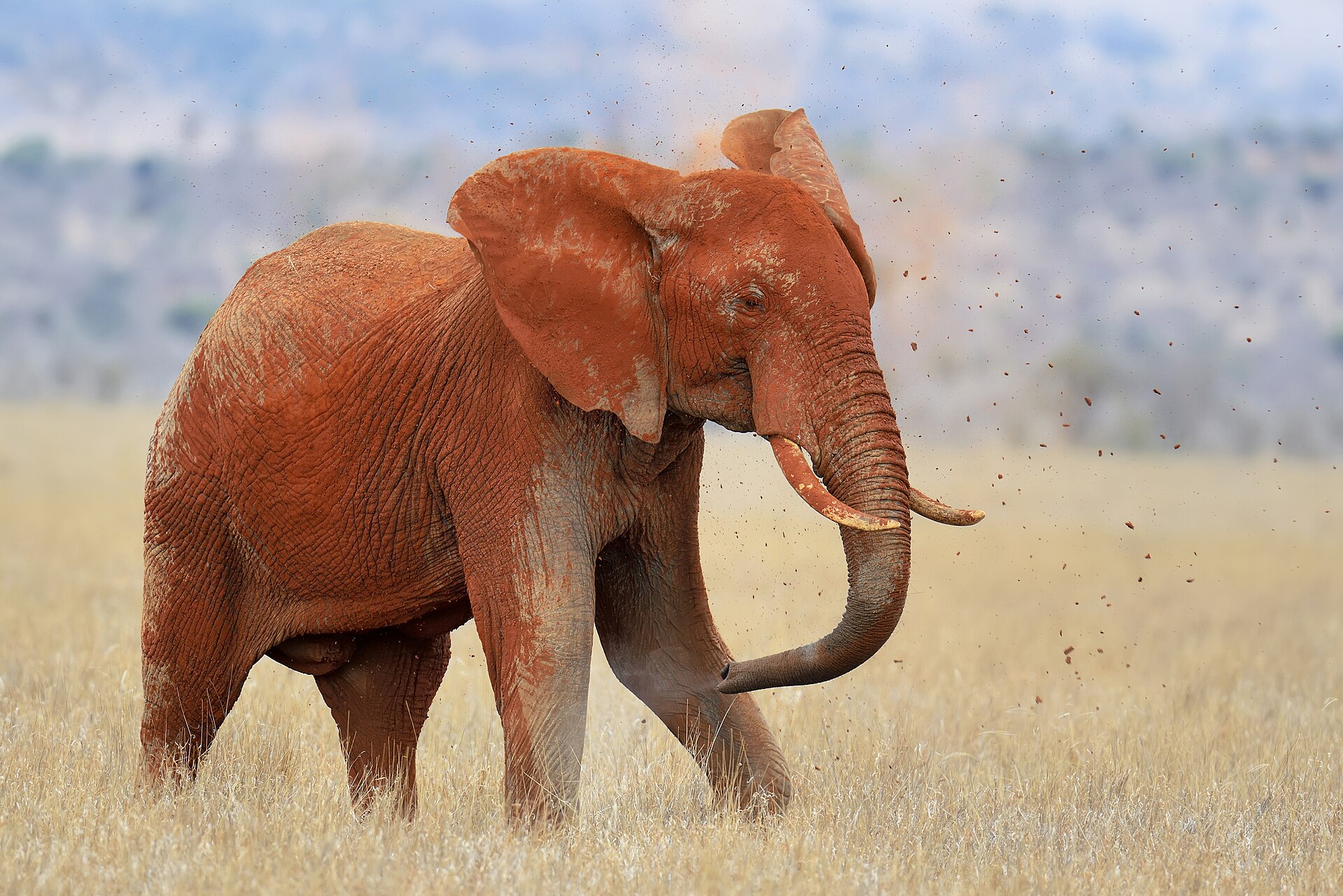 Slon pokrytý červeným prachem v národním parku Tsavo East