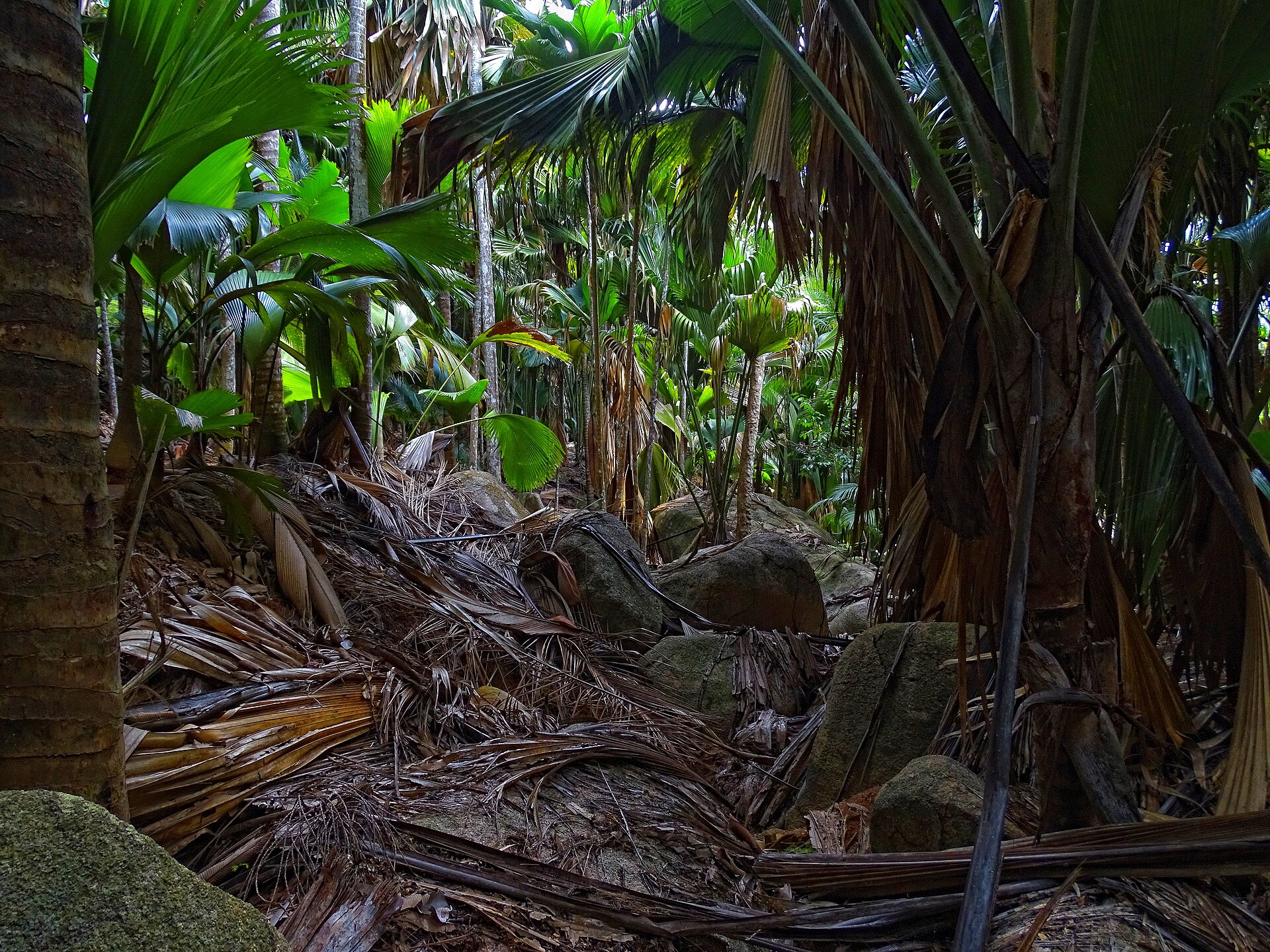 Palmový les v rezervaci Vallée de Mai na seychelském Praslinu